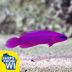  Captive-Bred Orchid Dottyback